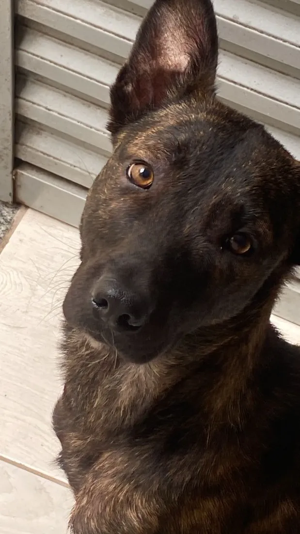 Cachorro raça SRD-ViraLata idade 1 ano nome Café 