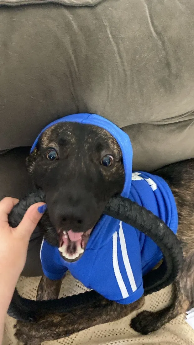 Cachorro raça SRD-ViraLata idade 1 ano nome Café 