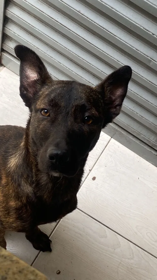 Cachorro raça SRD-ViraLata idade 1 ano nome Café 