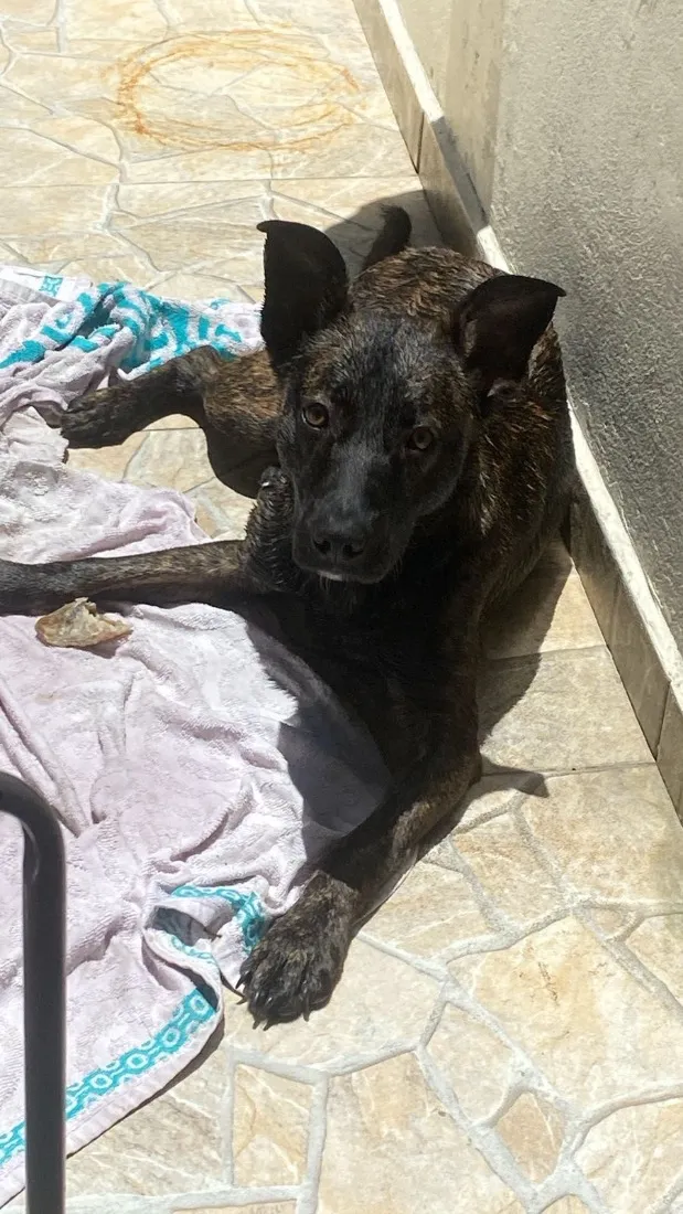 Cachorro raça SRD-ViraLata idade 1 ano nome Café 