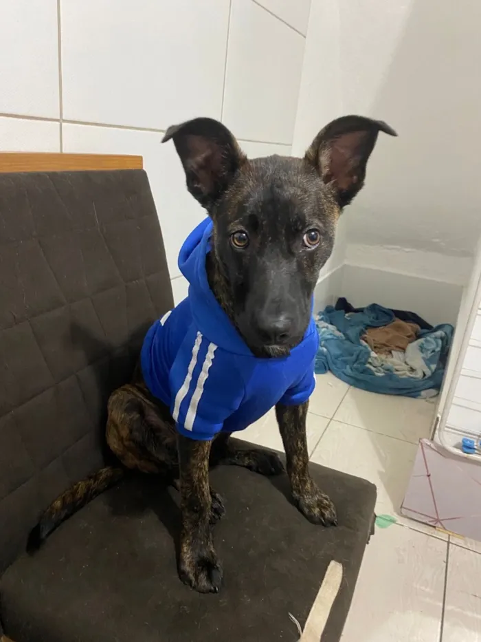 Cachorro raça SRD-ViraLata idade 1 ano nome Café 