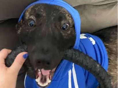 Cachorro raça SRD-ViraLata idade 1 ano nome Café 