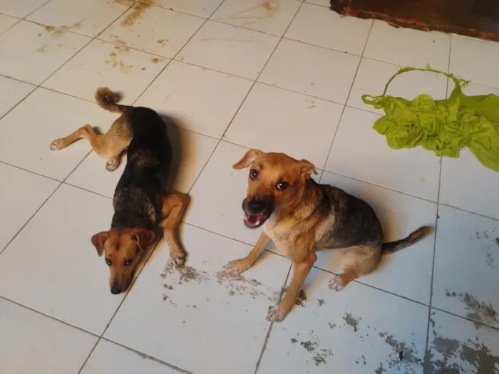 Cachorro raça SRD-ViraLata idade 7 a 11 meses nome Aurora e Pandora 