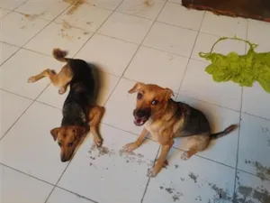 Cachorro raça SRD-ViraLata idade 7 a 11 meses nome Aurora e Pandora 