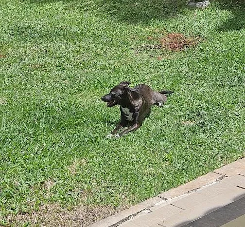 Cachorro raça SRD-ViraLata idade 1 ano nome Poupée