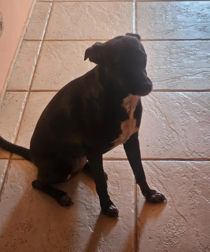 Cachorro raça SRD-ViraLata idade 1 ano nome Poupée