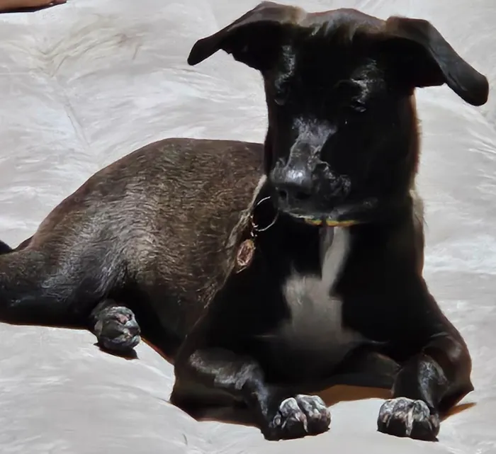 Cachorro raça SRD-ViraLata idade 1 ano nome Poupée