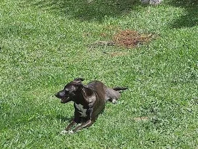 Cachorro raça SRD-ViraLata idade 1 ano nome Poupée