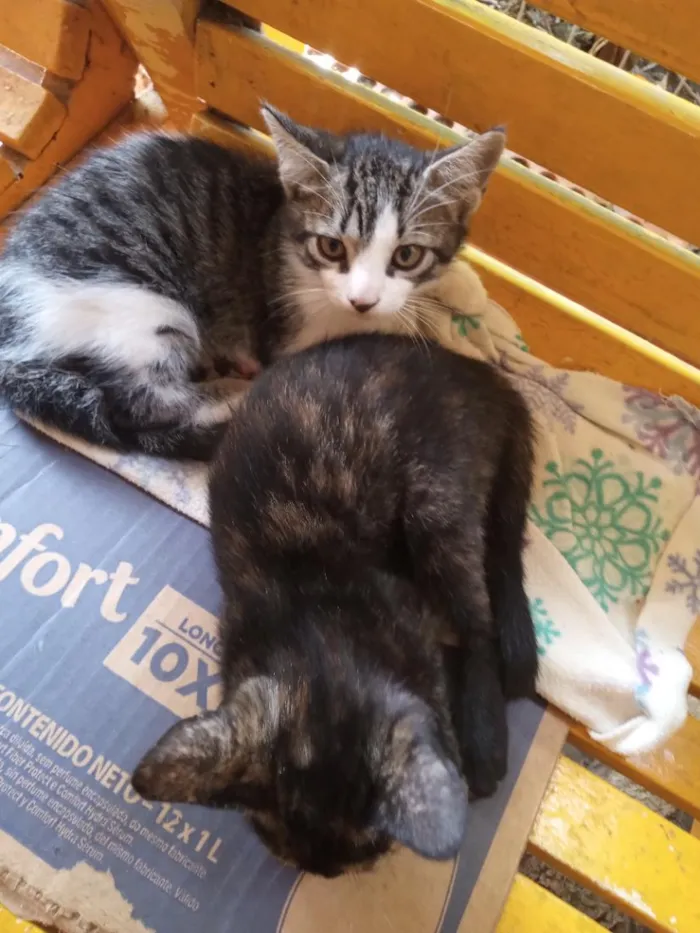 Gato raça SRD-ViraLata idade 2 a 6 meses nome gatinhos lindos