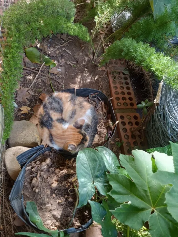 Gato raça SRD-ViraLata idade 2 a 6 meses nome gatinhos lindos