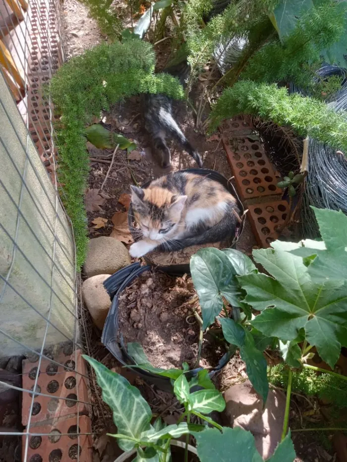 Gato raça SRD-ViraLata idade 2 a 6 meses nome gatinhos lindos