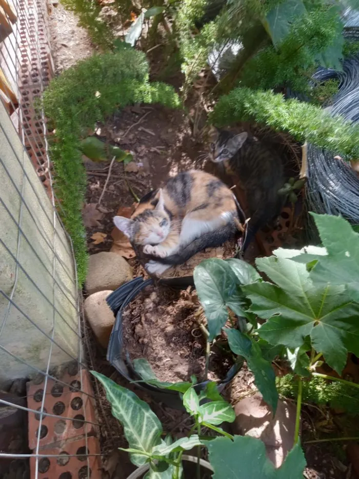 Gato raça SRD-ViraLata idade 2 a 6 meses nome gatinhos lindos