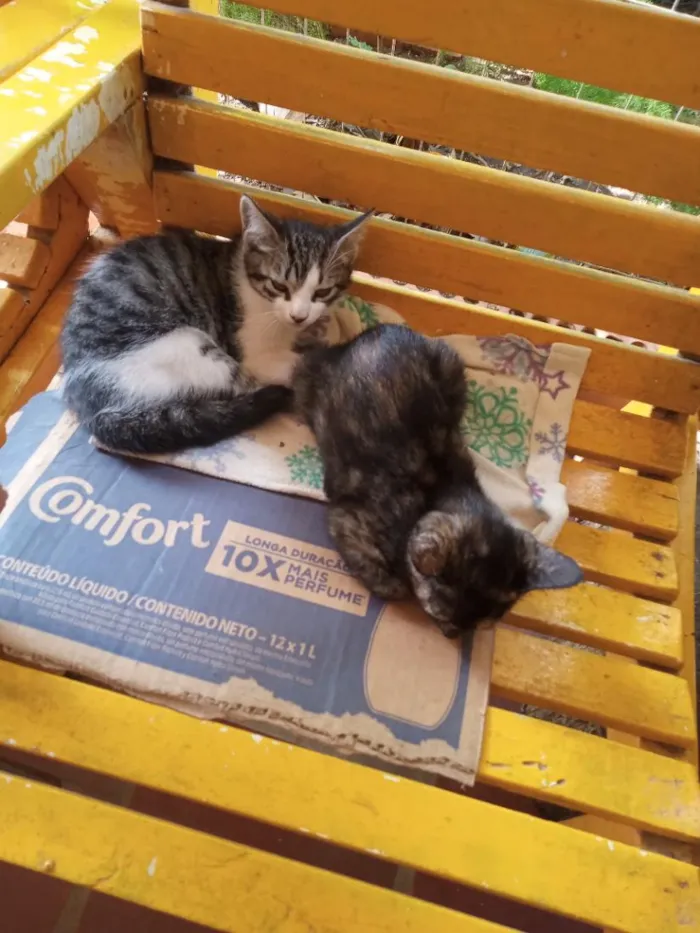 Gato raça SRD-ViraLata idade 2 a 6 meses nome gatinhos lindos