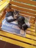 gatinhos lindos