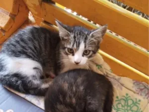 Gato raça SRD-ViraLata idade 2 a 6 meses nome gatinhos lindos