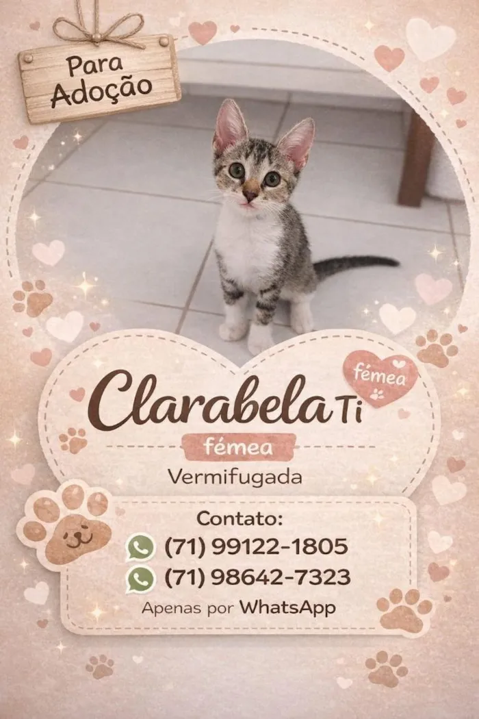 Gato raça SRD-ViraLata idade 2 a 6 meses nome Nomes nos cards