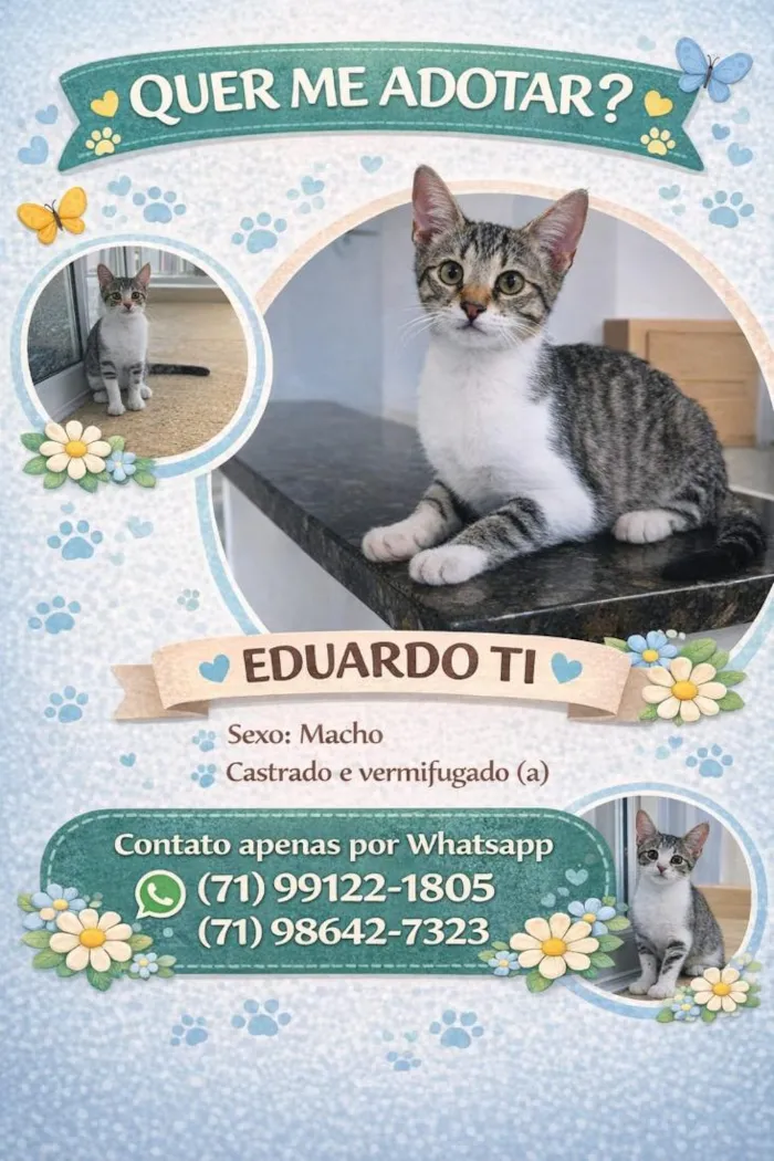 Gato raça SRD-ViraLata idade 2 a 6 meses nome Nomes nos cards