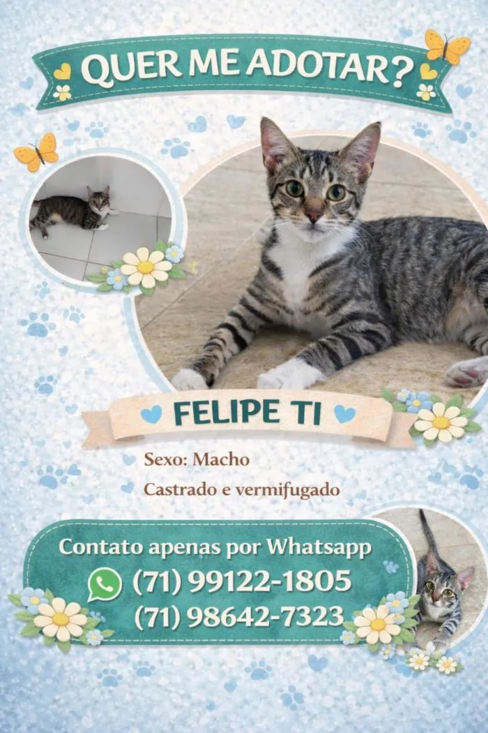 Gato raça SRD-ViraLata idade 2 a 6 meses nome Nomes nos cards