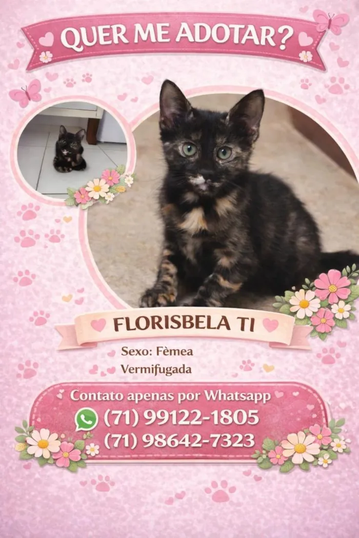 Gato raça SRD-ViraLata idade 2 a 6 meses nome Nomes nos cards