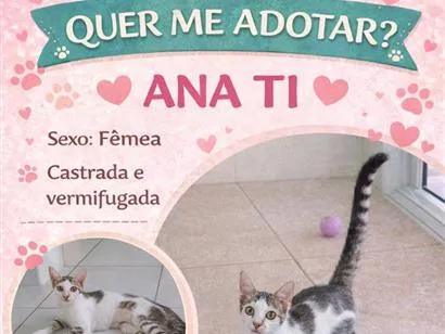 Gato raça SRD-ViraLata idade 2 a 6 meses nome Nomes nos cards