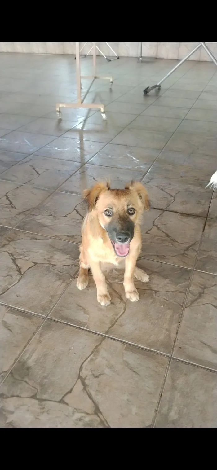 Cachorro raça SRD-ViraLata idade 2 a 6 meses nome luna