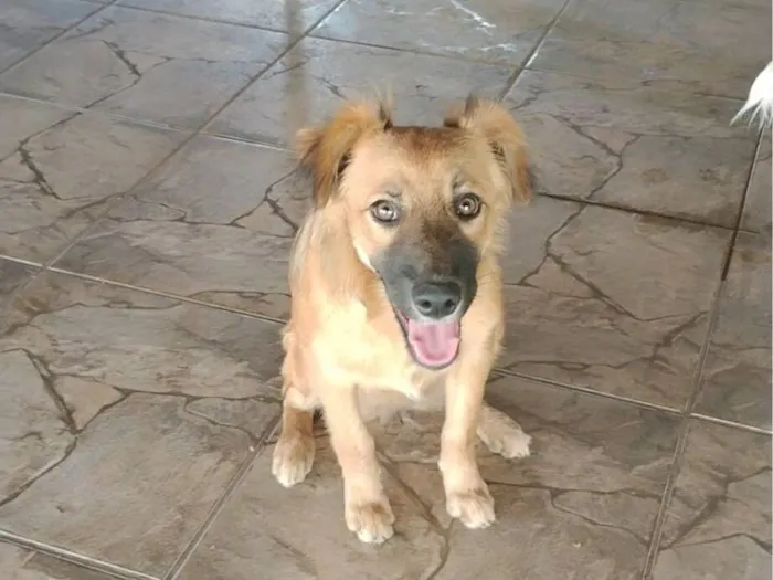 Cachorro raça SRD-ViraLata idade 2 a 6 meses nome luna