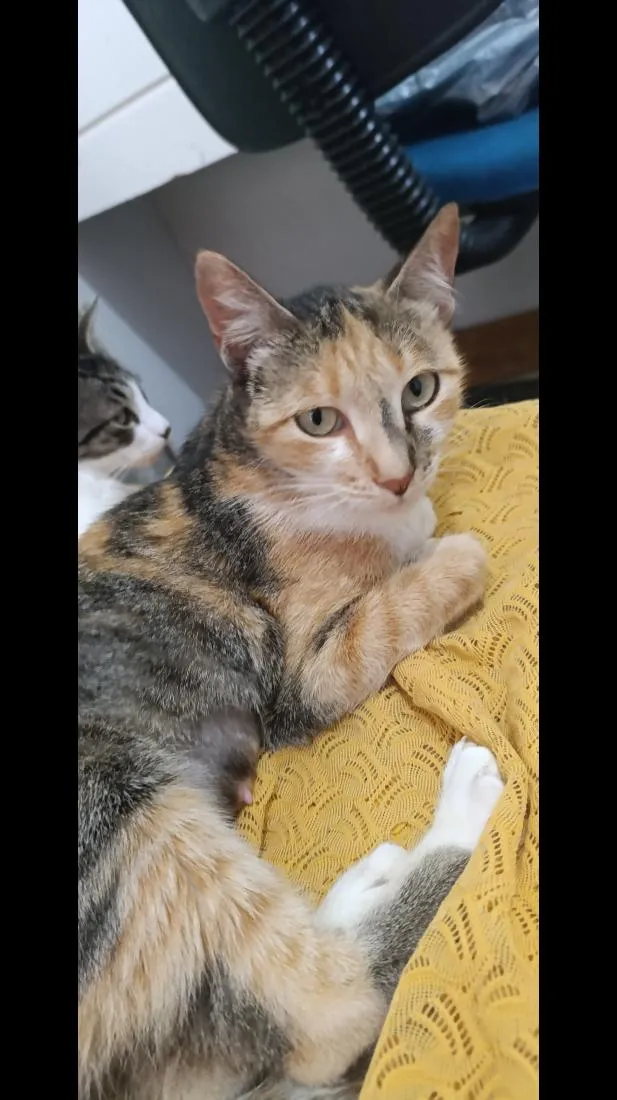 Gato raça SRD-ViraLata idade 2 a 6 meses nome Ratinha