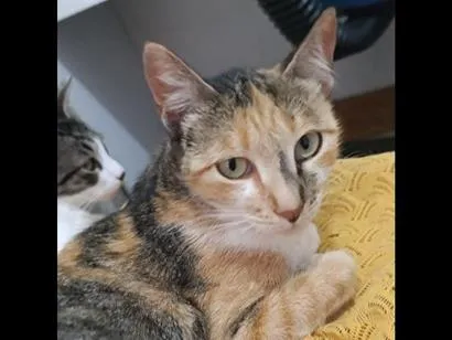 Gato raça SRD-ViraLata idade 1 ano nome Ratinha