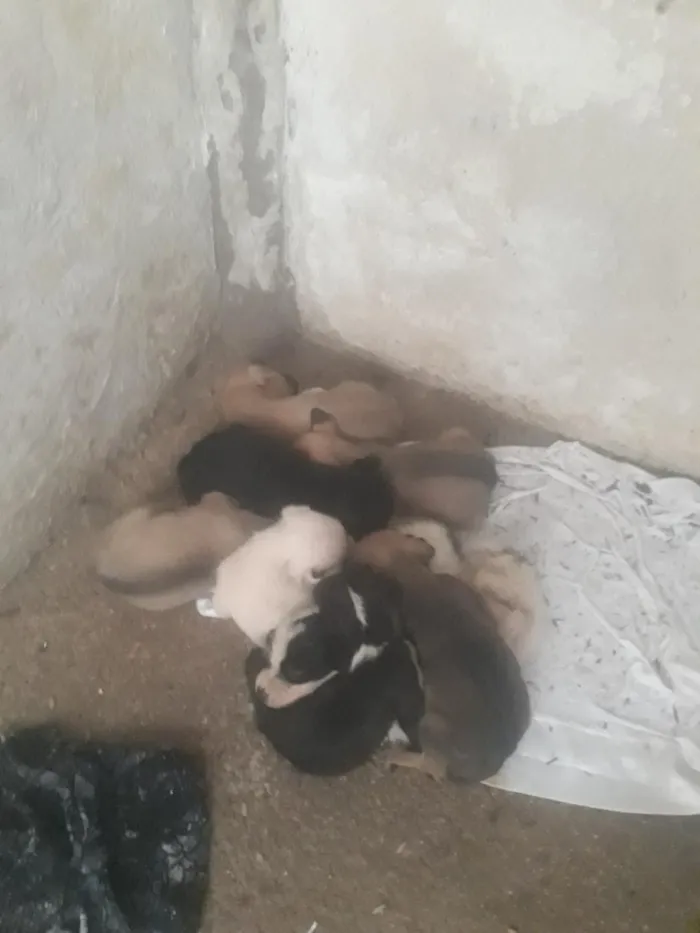 Cachorro raça SRD-ViraLata idade Abaixo de 2 meses nome NÃO TEM NOMES