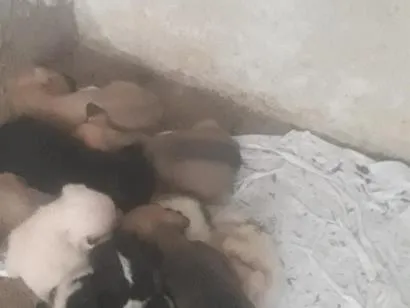 Cachorro raça SRD-ViraLata idade Abaixo de 2 meses nome NÃO TEM NOMES