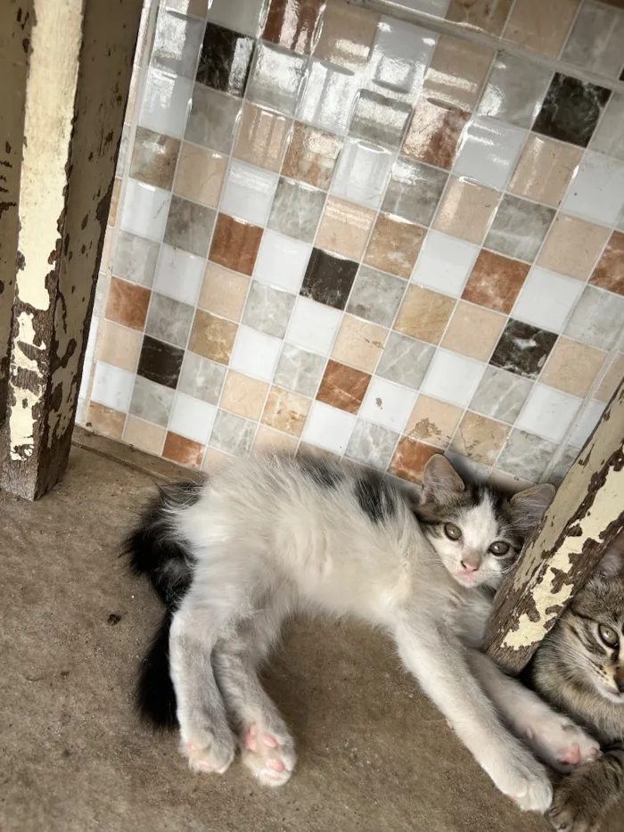 Gato raça SRD-ViraLata idade 2 a 6 meses nome Gatos