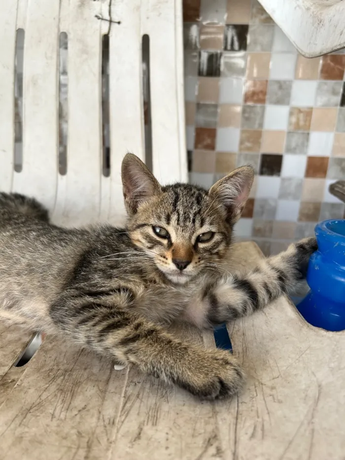 Gato raça SRD-ViraLata idade 2 a 6 meses nome Gatos