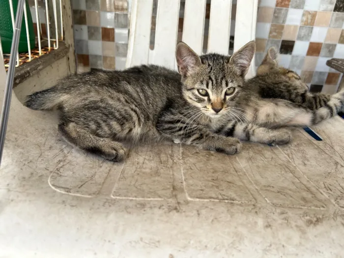 Gato raça SRD-ViraLata idade 2 a 6 meses nome Gatos