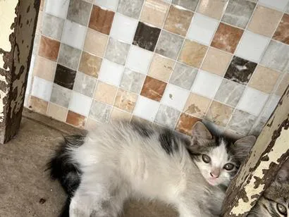 Gato raça SRD-ViraLata idade 2 a 6 meses nome Gatos