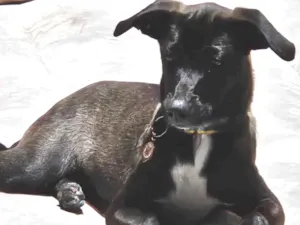 Cachorro raça SRD-ViraLata idade 1 ano nome Poupée