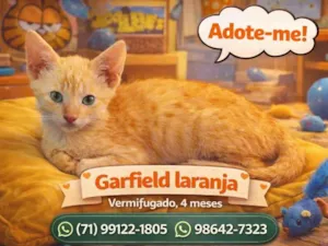 Gato raça SRD-ViraLata idade 2 a 6 meses nome Nomes nos cards