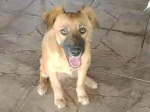 Cachorro raça SRD-ViraLata idade 2 a 6 meses nome luna