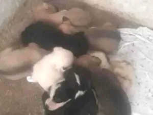Cachorro raça SRD-ViraLata idade Abaixo de 2 meses nome NÃO TEM NOMES