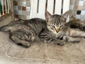 Gato raça SRD-ViraLata idade 2 a 6 meses nome Gatos