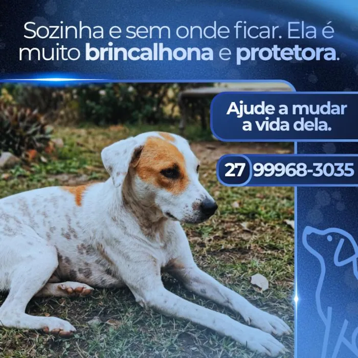 Cachorro raça SRD-ViraLata idade 1 ano nome Branquela