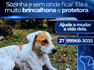 Cachorro raça SRD-ViraLata idade 1 ano nome Branquela