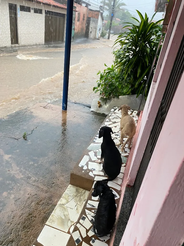 Cachorro raça SRD-ViraLata idade 2 a 6 meses nome Doguinhos