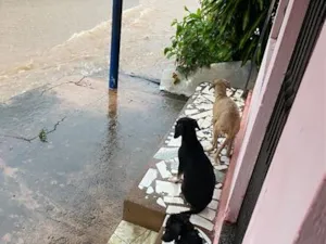 Cachorro raça SRD-ViraLata idade 2 a 6 meses nome Doguinhos