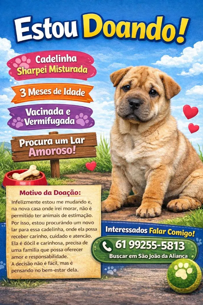 Cachorro raça SRD-ViraLata idade 2 a 6 meses nome Layla