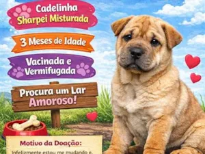 Cachorro raça SRD-ViraLata idade 2 a 6 meses nome Layla
