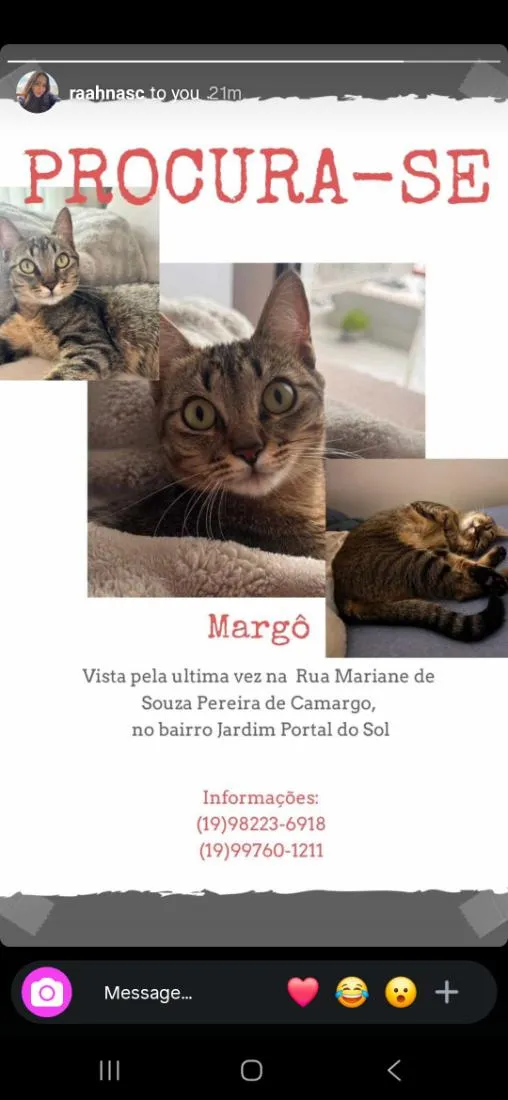 Gato raça SRD-ViraLata idade  nome Margô