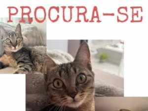 Gato raça SRD-ViraLata idade  nome Margô