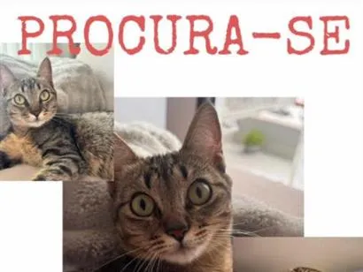 Gato raça SRD-ViraLata idade  nome Margô