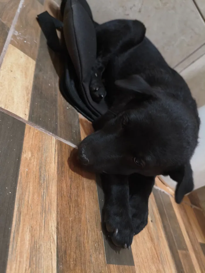 Cachorro raça SRD-ViraLata idade 2 a 6 meses nome Layla
