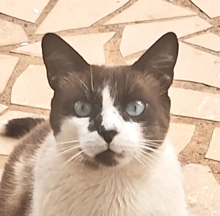 Gato raça Ragdoll idade 1 ano nome Zayon 